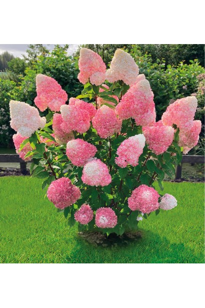 Куст гортензии Ливин Пинк энд Роуз